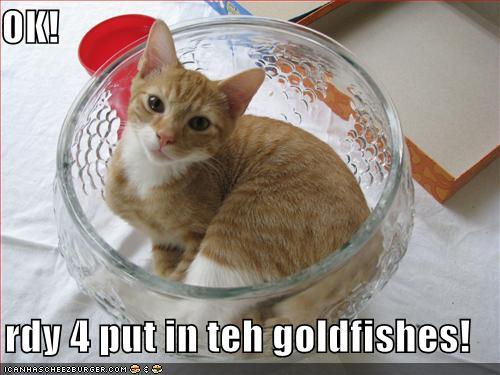 funny-pictures-cat-is-ready-for-you-to-put-the-goldfish-in-the-b