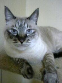 猫ごはん シャム猫風