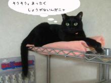しょうがないにゃ