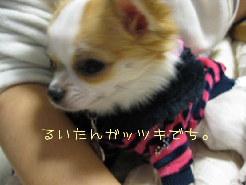 チワワ　ルイ型(・∀・。)タラちゃんもいるよ。