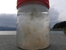 木質バイオマス日誌-瓶入りカミクラゲ
