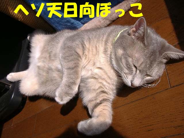ヘソ天日向ぼっこ