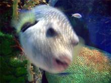 fugu