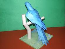 スミレコンゴウインコ