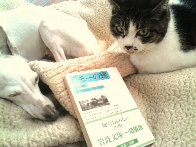 へなちょこカメラマンは今日も昼寝-0221-2