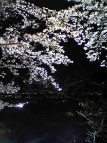 夜桜2