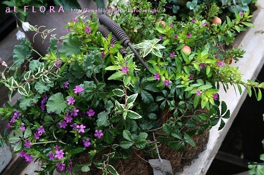 クフェア寄せ植え