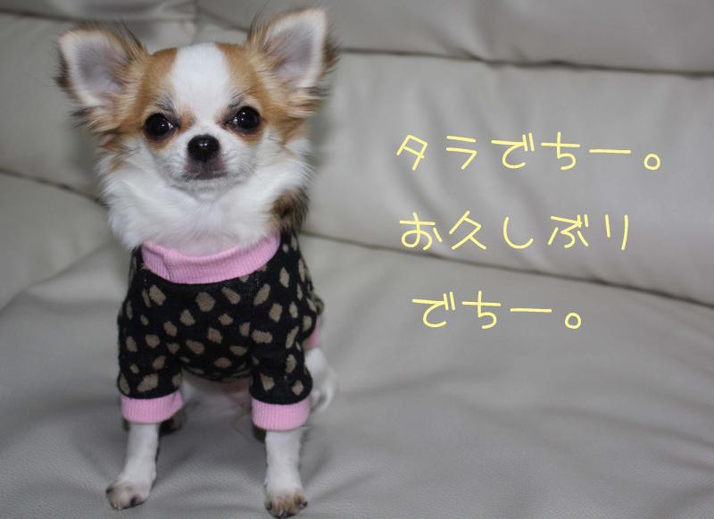 チワワ　ルイ型(・∀・。)タラちゃんもいるよ。