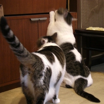 ニャオとゴン