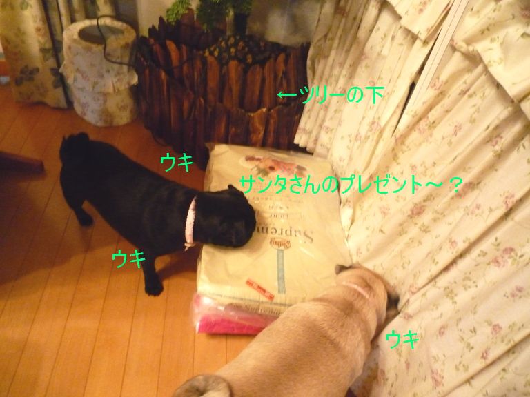 ガヴリエール・きなこ&よもぎ♪まったりパグLIFE♪
