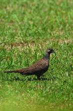 Zebradove