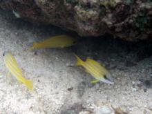 お魚一家