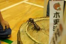 かぶとむしすもう１