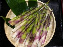 月山筍