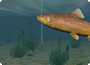 riverdog.co.jp