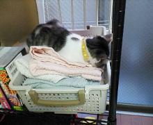 いっつまいベスポジ