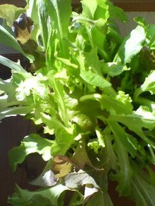 あかりの宿 野菜スタッフのゆるゆる日記-20090217090521.jpg