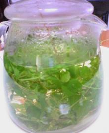 mazyoramutexi-