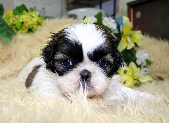 シーズー ブリーダー 子犬 H＆G 3/19生Aちゃん