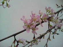 20070315092416.jpg