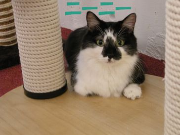 たとえばボクがキミを猫カフェ店員だと見下したとして、それが何か??