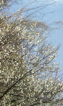 ☆NappY☆-090208_1425~02.JPG