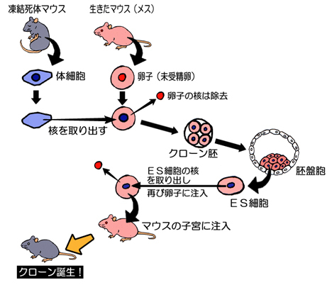 凍結マウスのクローンの作り方
