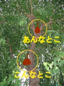 木