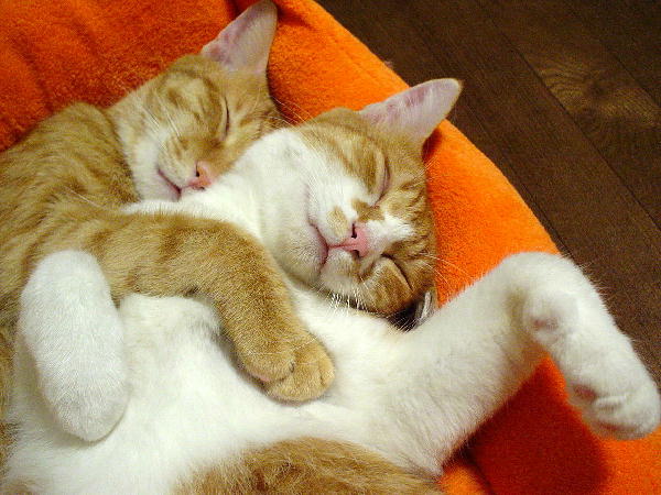 ふぅちゃん＆まめちゃん