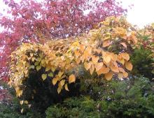 ヘクソカズラ紅葉