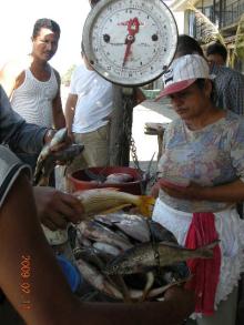 ラテンなおやじのぐうたらニカラグア生活-魚販売所