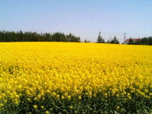 070603_1408~010001.JPG