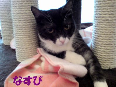 たとえばボクがキミを猫カフェ店員だと見下したとして、それが何か??