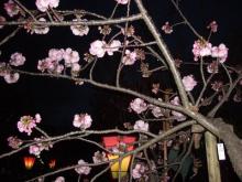 造幣局の桜