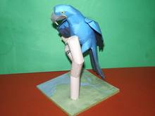 スミレコンゴウインコ