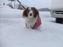 BLUE&SNOW スタッフブログ