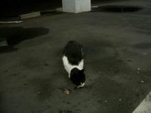 野良猫ブッチーニ