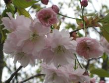 地域を応援する人たちの笑顔-桜2