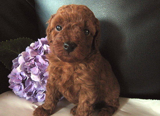 トイプードル ブリーダー 子犬 5/21生レッド♂
