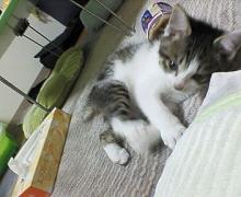 にゃーん