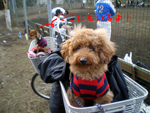 SHAMPOO★BAMBI★POKKEとHappyLife