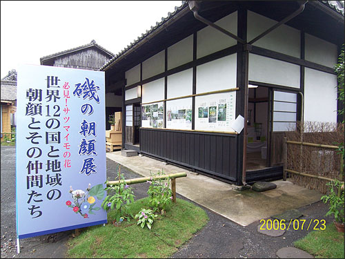 磯の朝顔展