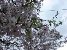 葉桜