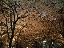 sakura