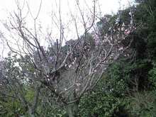 CA390016.JPG