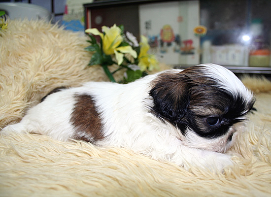 シーズー ブリーダー 子犬 H＆G 3/19生Aちゃん
