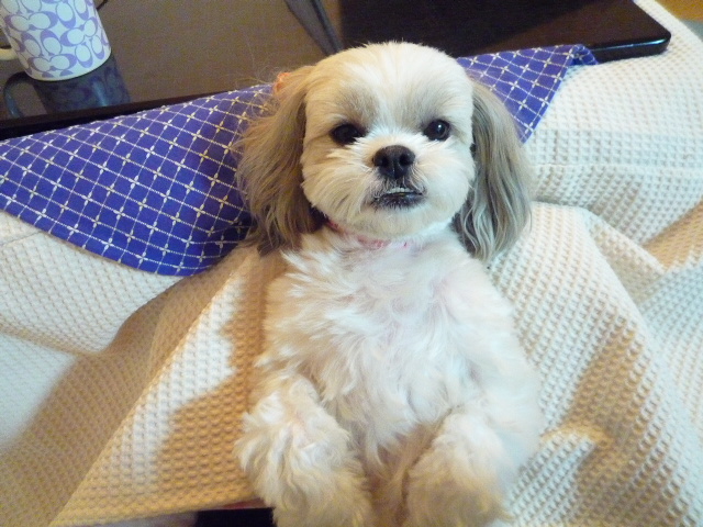 ふうちゃんの毎日☆マルシーズーのMIX犬☆