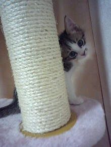 夢の3にゃんず生活-080603_1959~0001.jpg