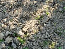 EMぼかしで土はふかふか