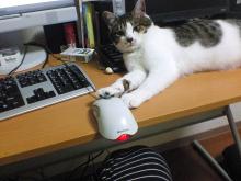 実は時々僕が動かしてますにゃ。